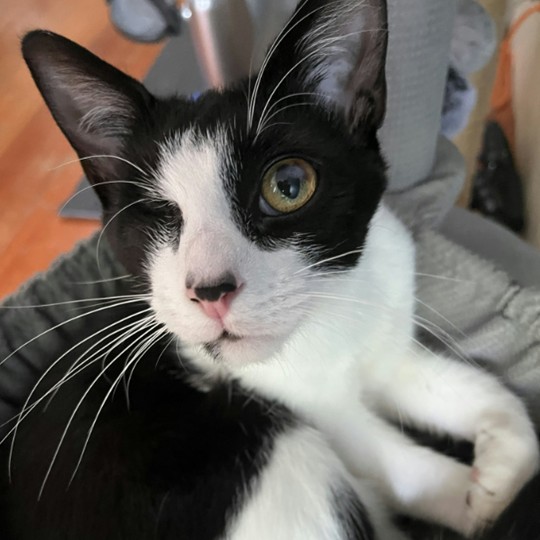 Pickles DSH lost 24 nov